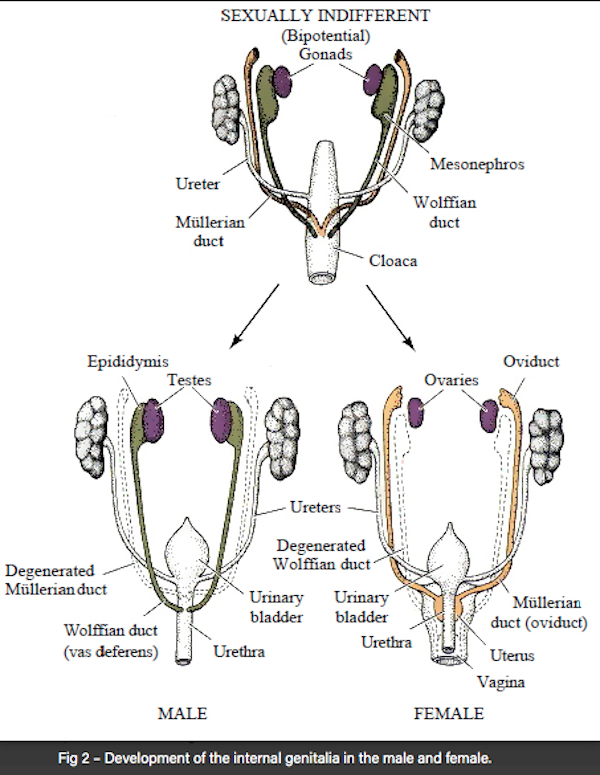 indifferent human gonad stage